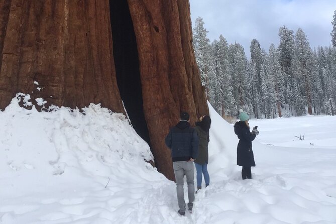 Sequoia Majesty Small Group Tour from Three Rivers. - General Sherman Tree: the day’s main event