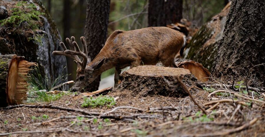 Sequoia National Park: Sherman Tree & Congress Trail Walk - What Scott adds to the experience