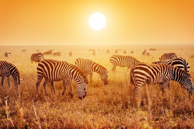 SERENGETI NATIONAL PARK Tour - Why four nights in Serengeti matter