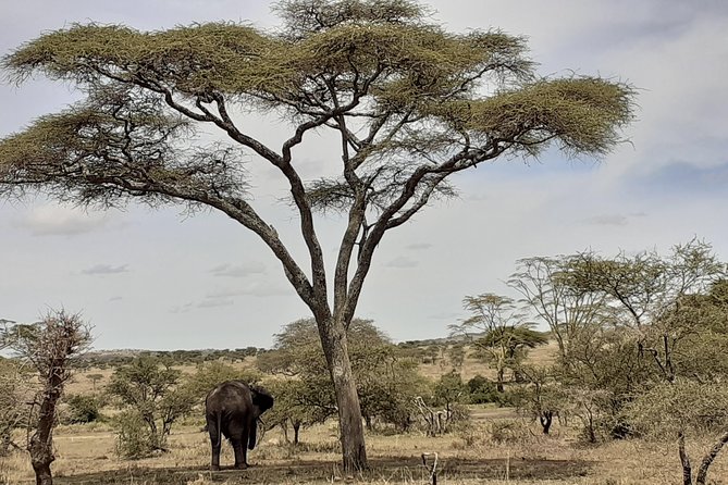 SERENGETI NATIONAL PARK Tour - Day 3: Hippos, crocodiles, and the road toward Lobo