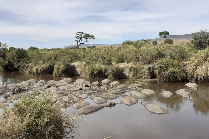 SERENGETI NATIONAL PARK Tour - Day 4: Another full day near the Mara River