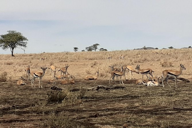 SERENGETI NATIONAL PARK Tour - Day 5: From Lobo to Ngorongoro Crater