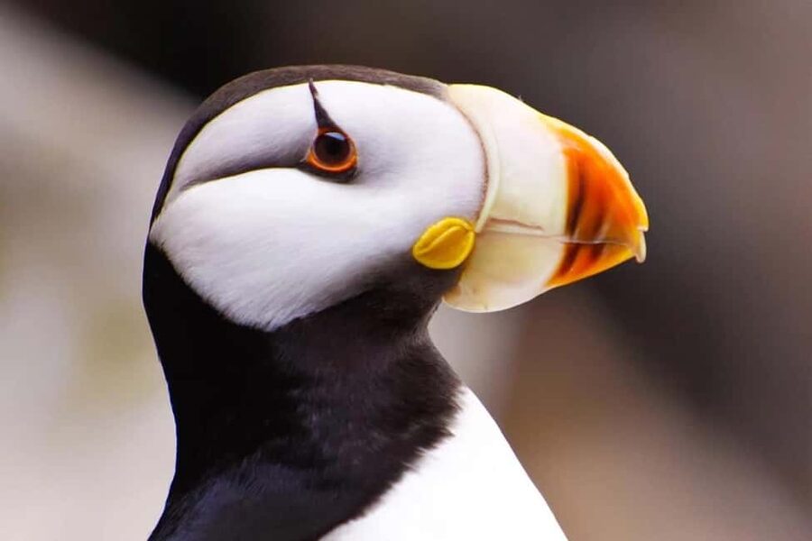 Seward: Captain's Choice Kenai Fjords National Park Tour - What the guides add to the trip
