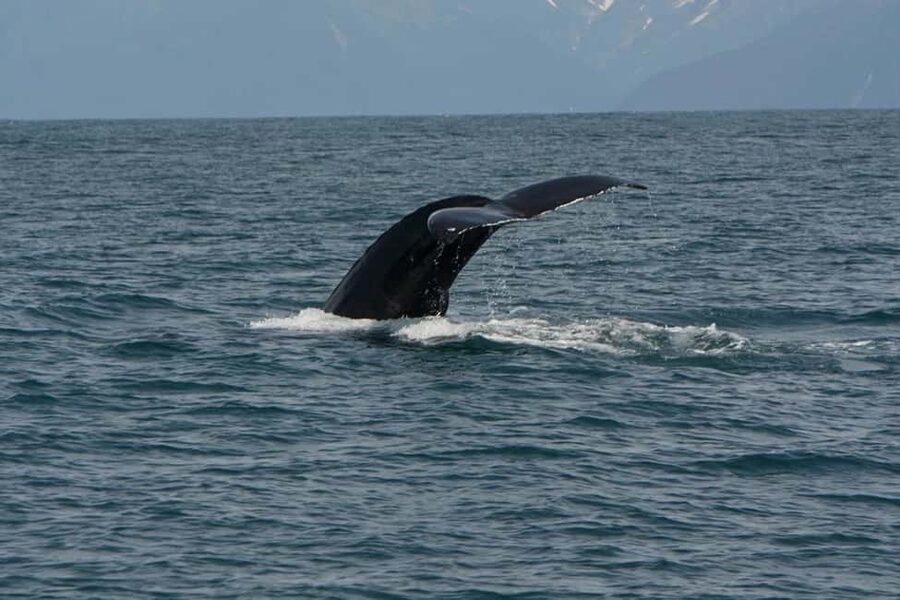 Seward: Captain's Choice Kenai Fjords National Park Tour - Price, value, and who should book