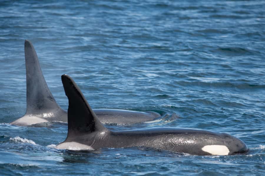 Seward: Kenai Fjords National Park Catamaran Cruise w/Lunch - Wildlife watching without rushing the animals