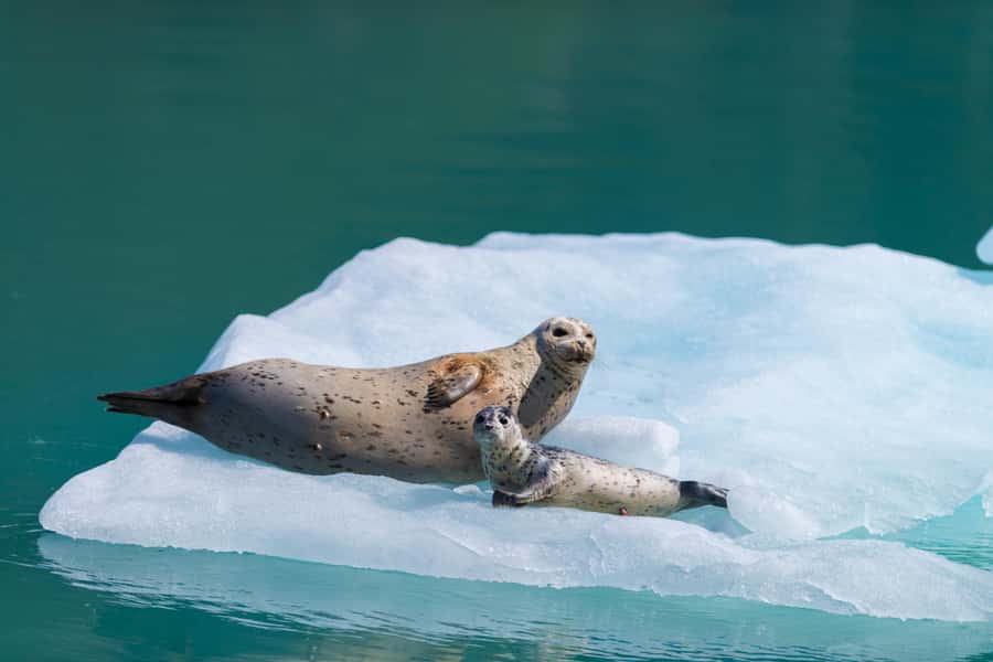 Seward: Kenai Fjords National Park Catamaran Cruise w/Lunch - Starting in Seward at the Harbor 360 Hotel