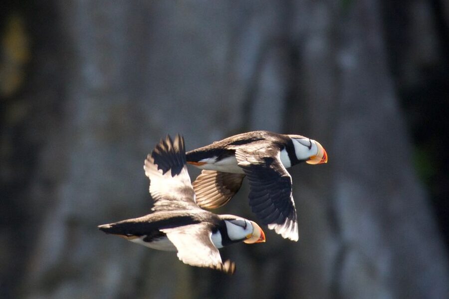Seward: Kenai Fjords National Park Extended Cruise - Is $325 a good value?