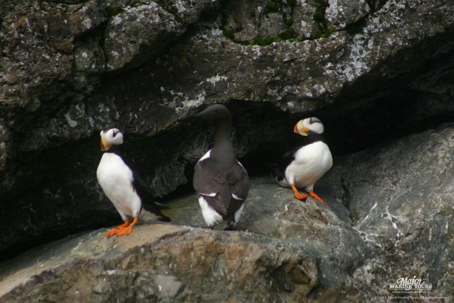 Seward: Kenai Fjords National Park Extended Cruise - Anchor and Ogive Glaciers