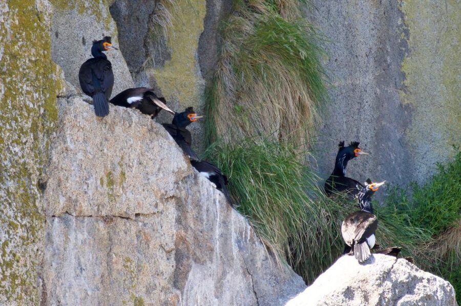 Seward: Kenai Fjords National Park Extended Cruise - Wildlife watching from a small vessel