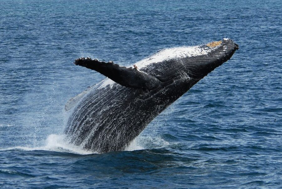 Seward: Kenai Fjords National Park Extended Cruise - Lunch, drinks, and practical comfort