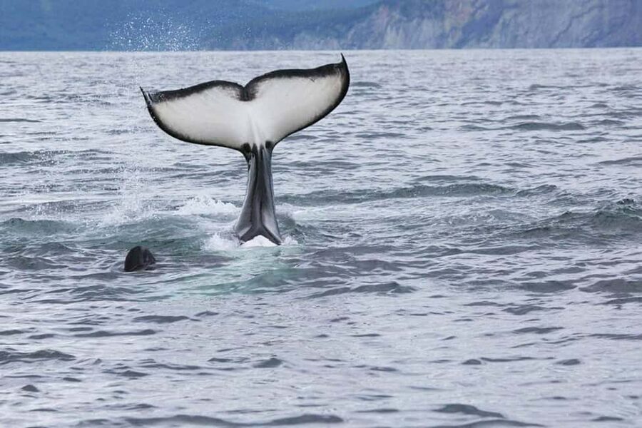 Seward: Kenai Fjords National Park Glacier & Wildlife Cruise - Why this Seward cruise is worth your time