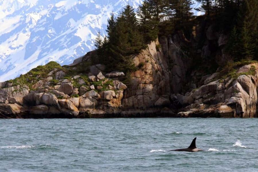 Seward: Kenai Fjords National Park Glacier & Wildlife Cruise - Lunch on moving water