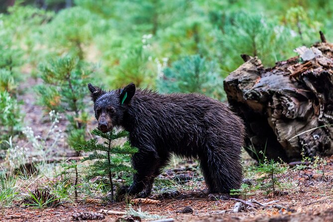 Shenandoah National Park Self-Guided Driving Audio Tour - From Cedar Run to Rapidan Camp and Hoover’s retreat