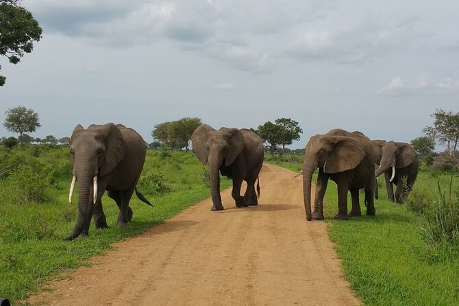 Short Safari from Dar es Salaam to Mikumi National Park - 2 Days - Why Mikumi works for a two-day safari from Dar es Salaam