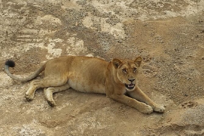 Short Safari from Dar es Salaam to Mikumi National Park - 2 Days - Sleeping inside the park at Tanapa Tourist Cottage