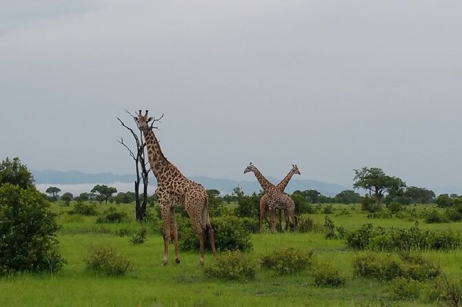 Short Safari from Dar es Salaam to Mikumi National Park - 2 Days - The return through Morogoro