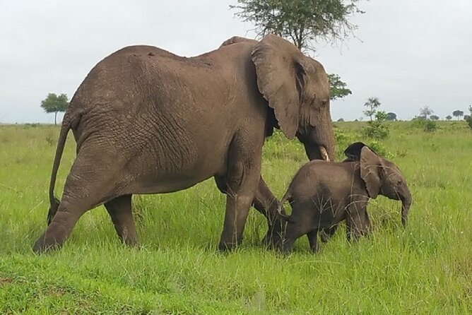 Short Safari from Dar es Salaam to Mikumi National Park - 2 Days - What the strongest feedback tells you