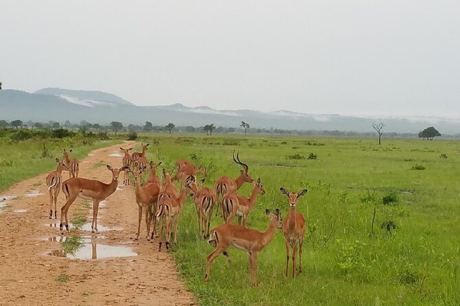 Short Safari from Dar es Salaam to Mikumi National Park - 2 Days - The 5am departure and six-hour drive