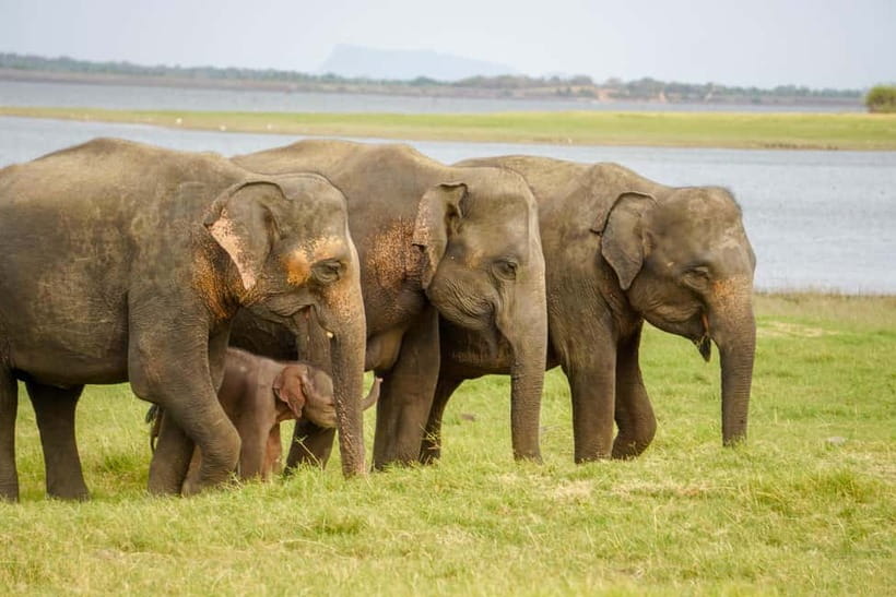 Sigiriya Lion Rock Hike & Minneriya National Park Safari - A full day from Sigiriya to the elephant parks