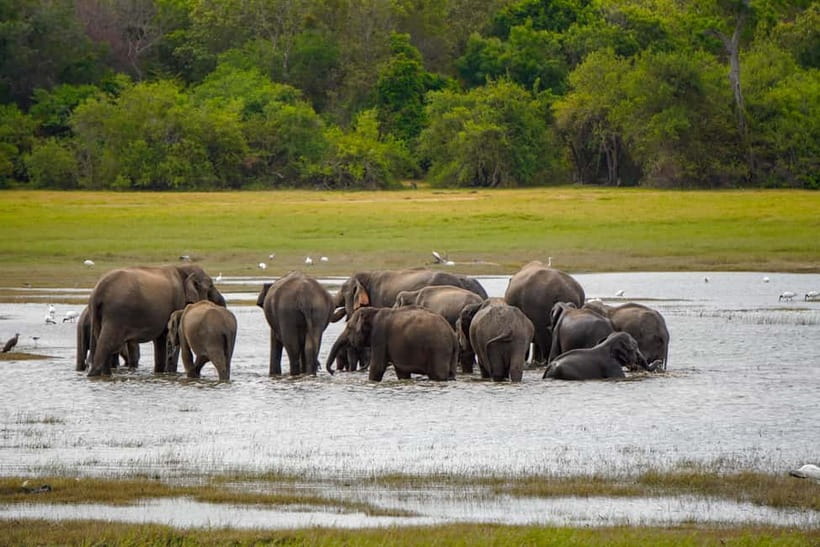 Sigiriya Lion Rock Hike & Minneriya National Park Safari - A lunch stop with room for local flavor