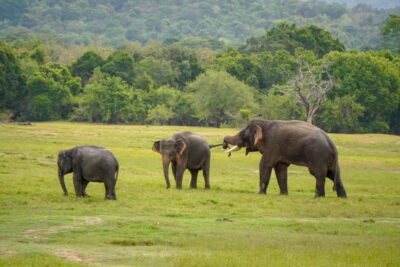 Sigiriya Lion Rock Hike & Minneriya National Park Safari