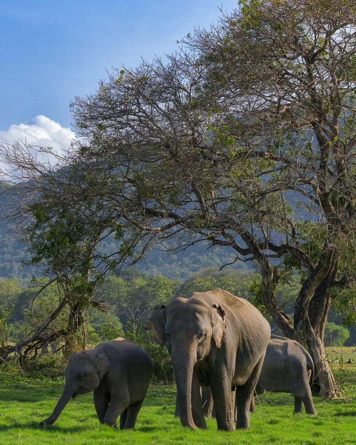 Sigiriya: Minneriya National Park Private Jeep Safari - How the guide handles elephants and wildlife