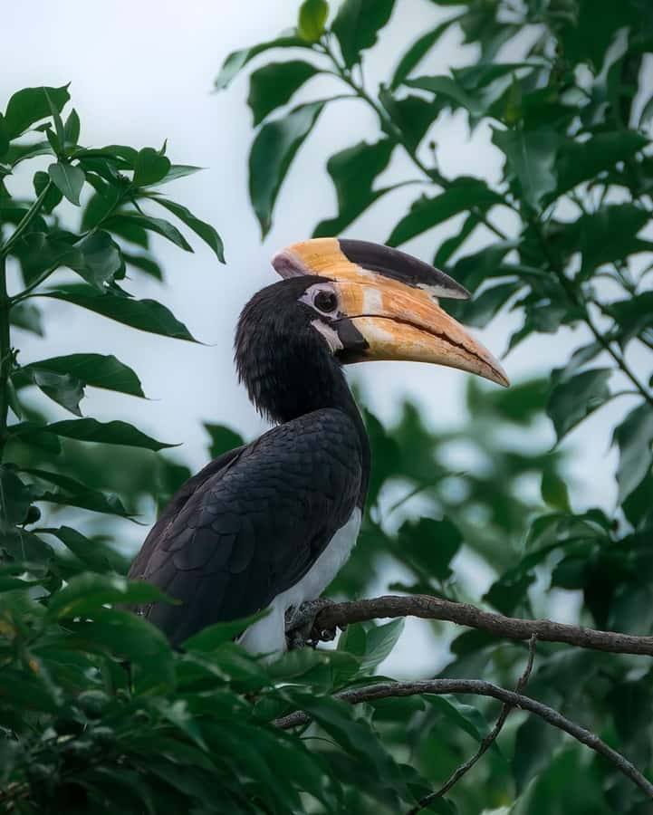 Sigiriya: Minneriya National Park Private Jeep Safari - Beyond elephants: what else you might see