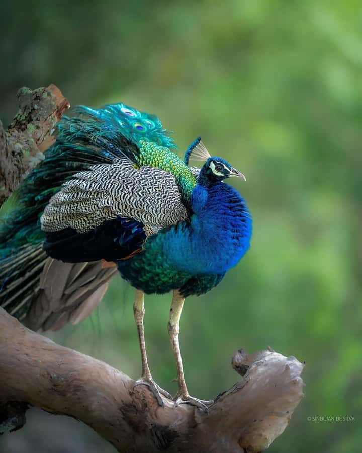 Sigiriya: Minneriya National Park Private Jeep Safari - Who should book this safari