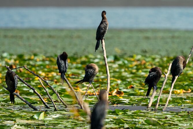 Skadar Lake National Park: Birdwatching & Photography Tour - Kamenik and the best chance for a wildlife pause