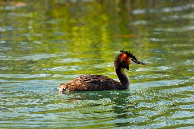 Skadar Lake National Park: Birdwatching & Photography Tour - Returning through the narrow channels