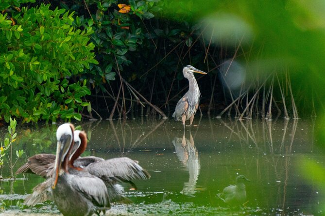 Skadar Lake National Park: Birdwatching & Photography Tour - What $43 includes, and what it does not