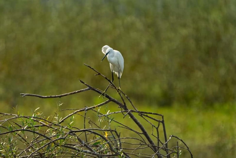 Skadar Lake National Park: Birdwatching & Photography Tour - Who will enjoy this two-hour cruise