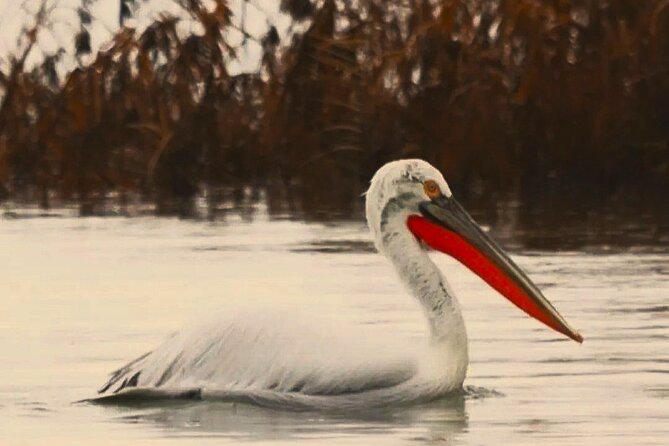 Skadar Lake National Park: Birdwatching & Photography Tour - A traditional čun and a quiet first hour