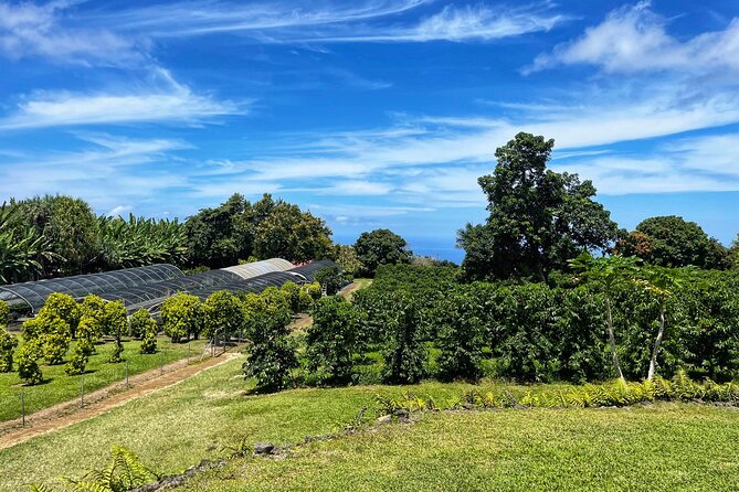 Small-Group Big Island Tour: Hawaii Volcanoes National Park and Kona Coffee Farm - Thurston Lava Tube and the short hikes