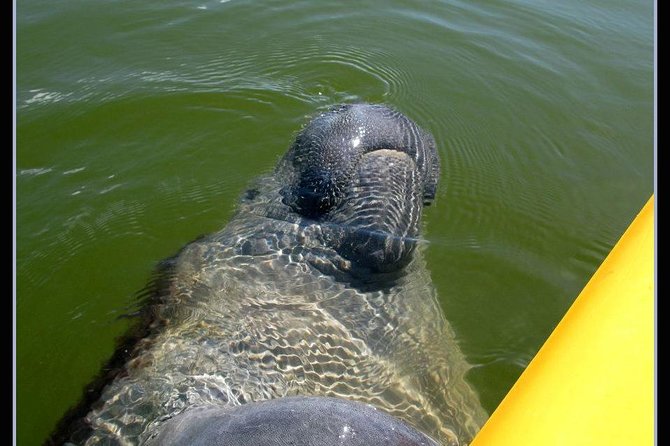 Small Group Boat, Kayak and Walking Guided Eco Tour Everglades - What this coastal Everglades tour is really like