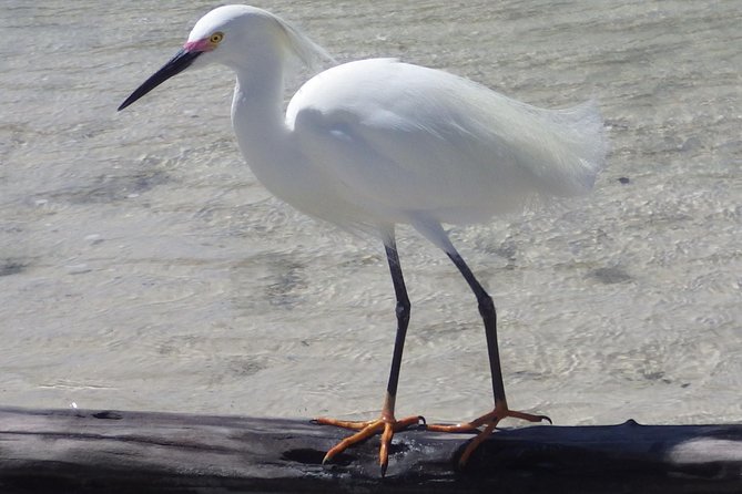 Small Group Boat, Kayak and Walking Guided Eco Tour Everglades - Barrier Island Beach and the short nature walk