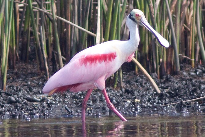 Small Group Boat, Kayak and Walking Guided Eco Tour Everglades - What the $199.95 price buys you