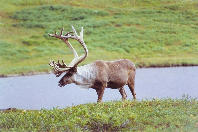 Small-Group Flight Denali National Park Tour with Guided Hike - What the $795 price really buys