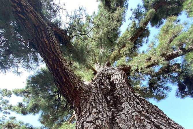 Small Group Teide National Park Volcanic and Forest Wonders - Is $78.64 good value?