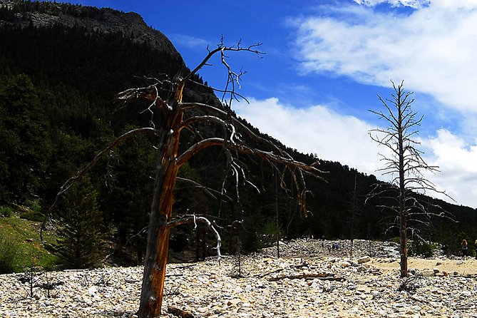 Small-Group Tour of the Rocky Mountain National Park from Denver - Wildlife and photo stops add value