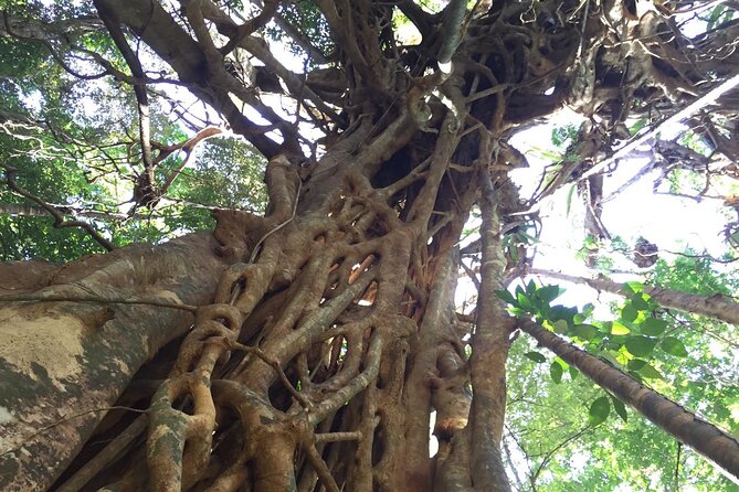 Small-Group Trekking Experience in Daintree National Park - A closer look at the Daintree setting