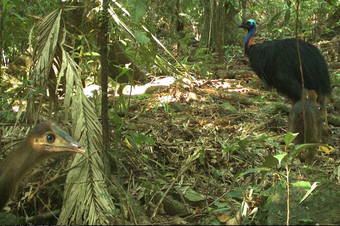Small-Group Trekking Experience in Daintree National Park - The guide makes the difference