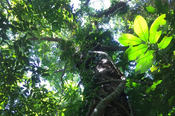 Small-Group Trekking Experience in Daintree National Park - Why the small group matters