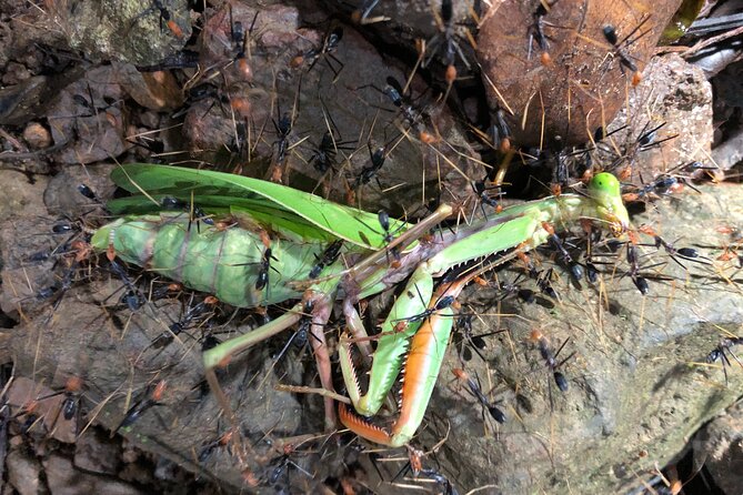 Small-Group Trekking Experience in Daintree National Park - Is $53.79 good value?
