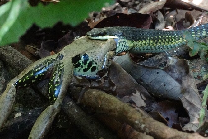 Small-Group Trekking Experience in Daintree National Park - Practical details for choosing the walk