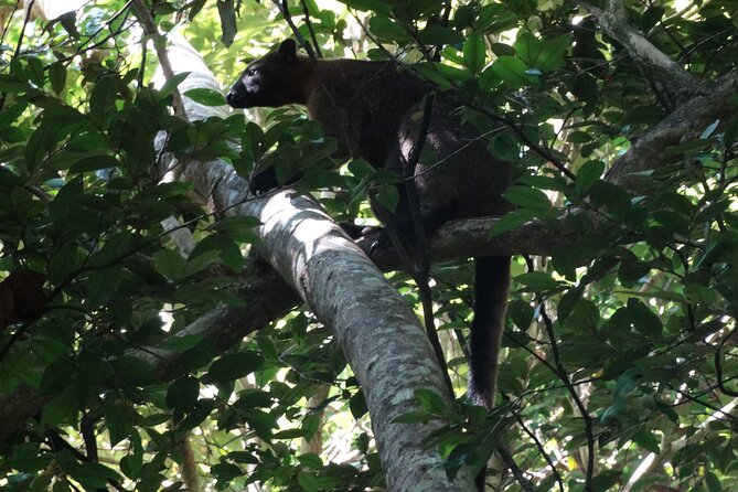 Small-Group Trekking Experience in Daintree National Park - What the walk feels like on natural bush trails