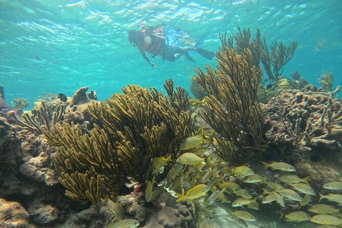 Snorkel at the Reef 2 HOURS Puerto Morelos National park - Expect a guided search, not just a swim