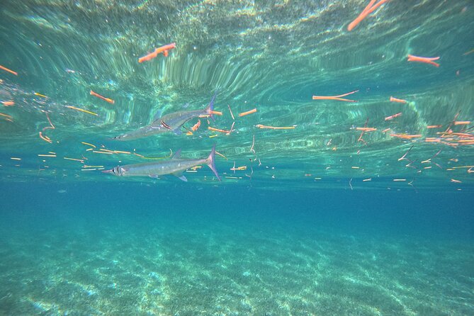 Snorkel at the Reef 2 HOURS Puerto Morelos National park - The gear package keeps preparation easy