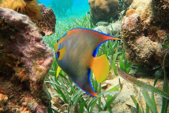 Snorkeling adventure at Puerto Morelos Reef National Park - Key points to know before you book