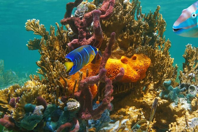 Snorkeling adventure at Puerto Morelos Reef National Park - Two hours among coral, fish, turtles, and rays